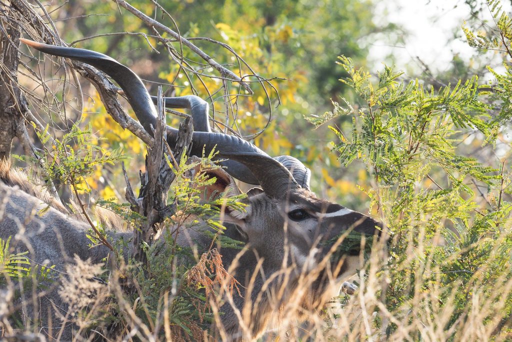 kudu antelope wildlife